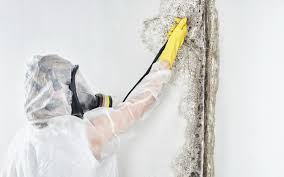 Mold Remediation for Vacation Homes in Centerville, OH